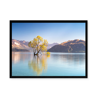 That Wanaka Tree