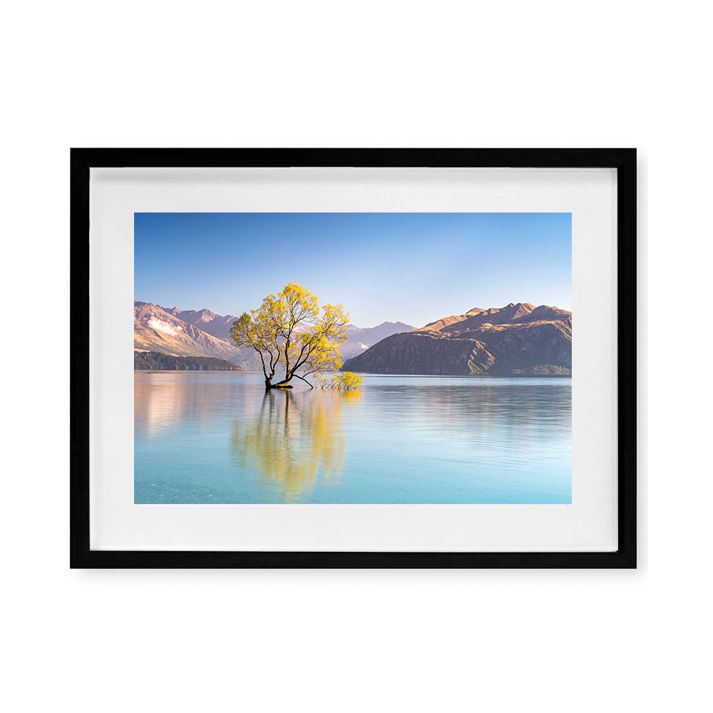 That Wanaka Tree