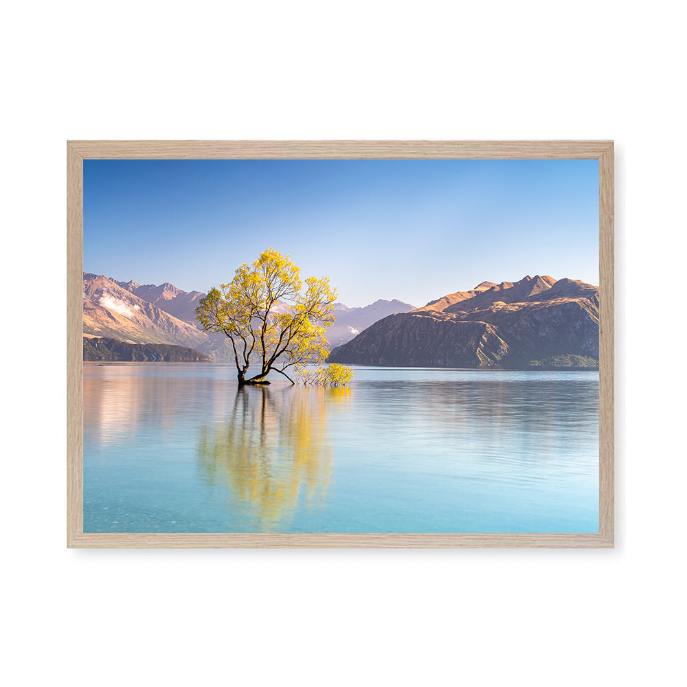 That Wanaka Tree