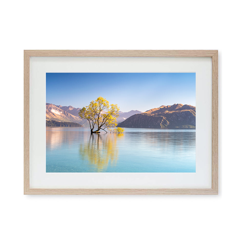 That Wanaka Tree