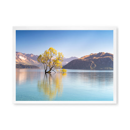 That Wanaka Tree