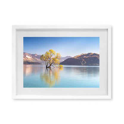 That Wanaka Tree