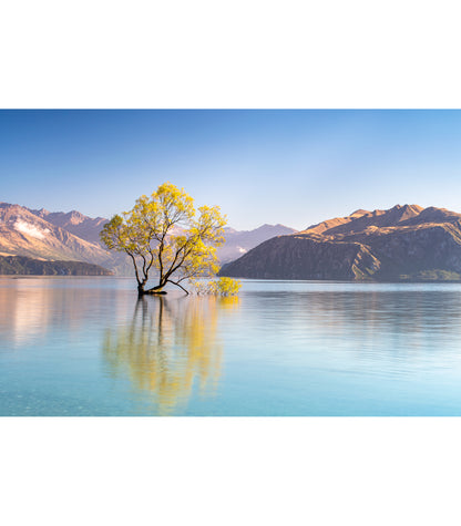 That Wanaka Tree